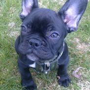 Fransk bulldog Felix