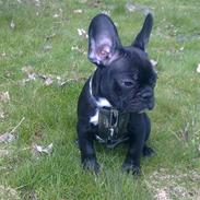 Fransk bulldog Felix
