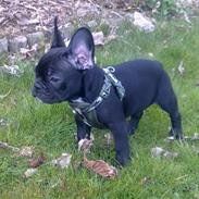 Fransk bulldog Felix
