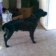 Labrador retriever Max