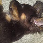 Blanding af racer Gucci