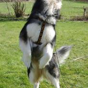 Alaskan malamute Tasja