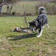 Alaskan malamute Tasja