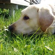 Labrador retriever Anton