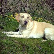 Labrador retriever Anton