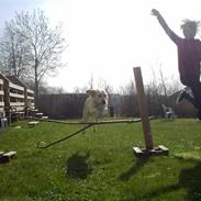 Labrador retriever Anton