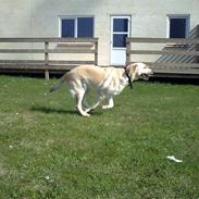 Labrador retriever Anton