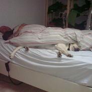 Labrador retriever Anton