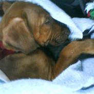 Rhodesian ridgeback zaliwa