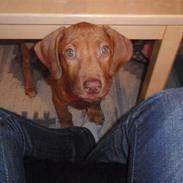 Rhodesian ridgeback zaliwa
