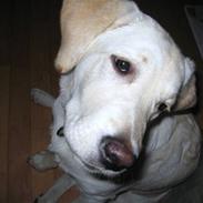 Labrador retriever Sussi