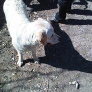 Labrador retriever Sussi