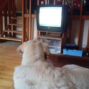 Labrador retriever Sussi