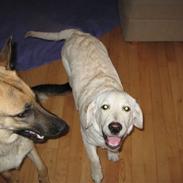 Labrador retriever Sussi