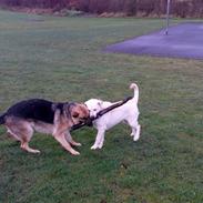 Labrador retriever Sussi