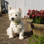 West highland white terrier Pepsi