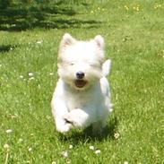 West highland white terrier Pepsi