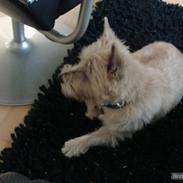 Cairn terrier to-ken-jas Dandy