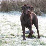 Labrador retriever Knuma Ambisious Akeela 