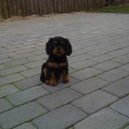 Cavalier king charles spaniel Kazja
