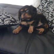 Cavalier king charles spaniel Kazja