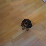 Cavalier king charles spaniel Kazja