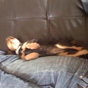 Cavalier king charles spaniel Kazja