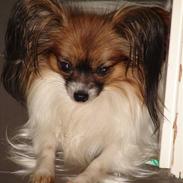 Papillon Milla