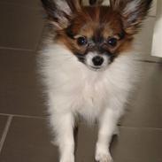 Papillon Milla