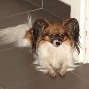 Papillon Milla