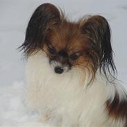 Papillon Milla