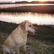 Labrador retriever Nuller Basse 