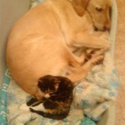 Labrador retriever Nuller Basse 