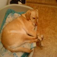 Labrador retriever Nuller Basse 