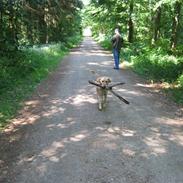 Labrador retriever Nuller Basse 