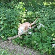 Labrador retriever Nuller Basse 