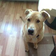 Blanding af racer Lucky [Himmelhund]