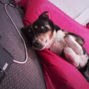 Appenzeller sennenhund Blessi