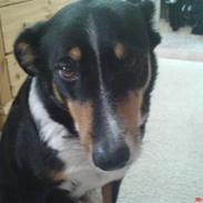 Appenzeller sennenhund Blessi