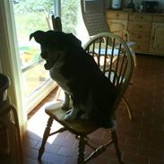 Appenzeller sennenhund Blessi