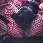 Appenzeller sennenhund Blessi