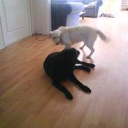 Labrador retriever Rico(DØD)