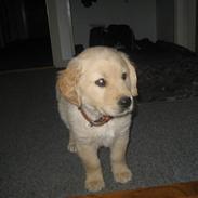 Golden retriever Tino
