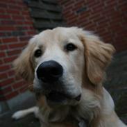 Golden retriever Tino