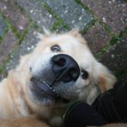 Golden retriever Tino