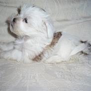 Lhasa apso Sifrine