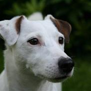 Jack russell terrier Spiff