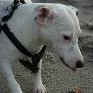 Jack russell terrier Spiff