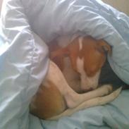 Dansk svensk gaardhund schaiky