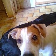 Dansk svensk gaardhund schaiky